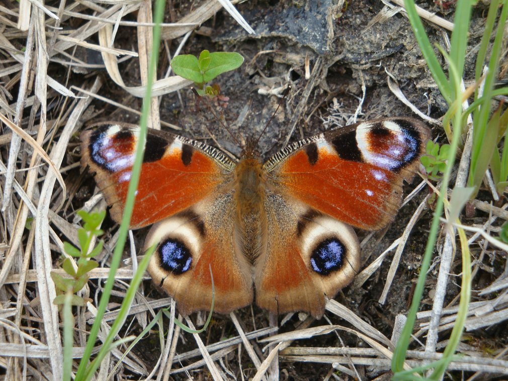 Blick auf einen Tagpfauenauge Schmetterling.