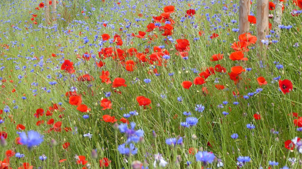 Blick auf eine Blumenwiese.