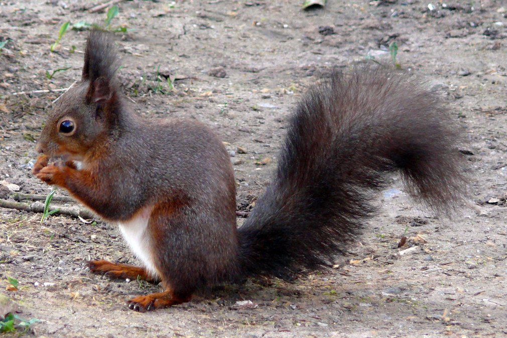 Eichhörnchen auf trockenem Waldboden.
