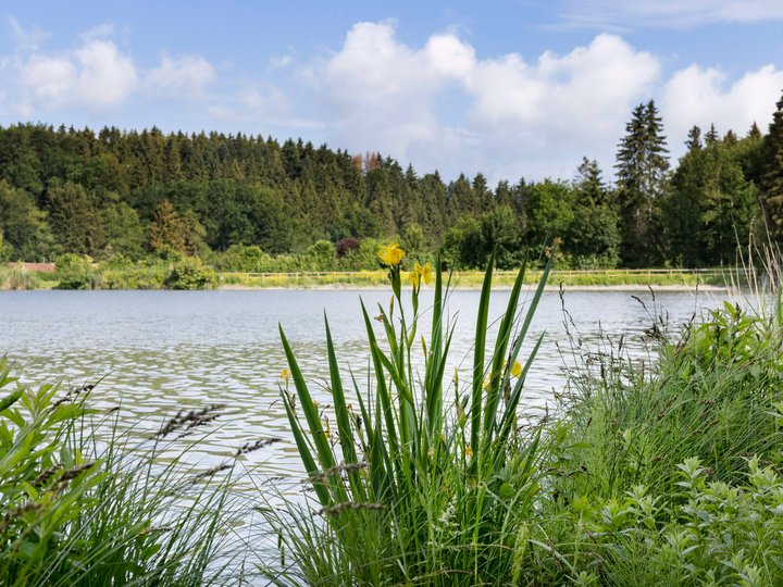 Ein großer See, umgeben von grüner Landschaft.