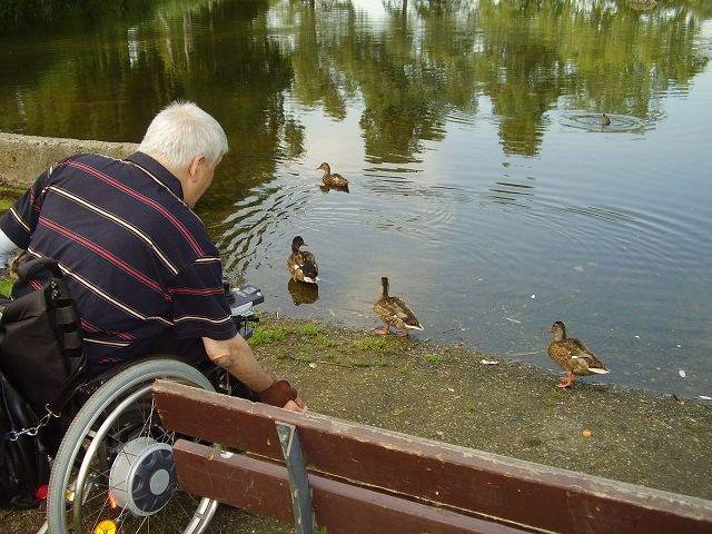 Mann im Rollstuhl füttert Enten an einem Teich