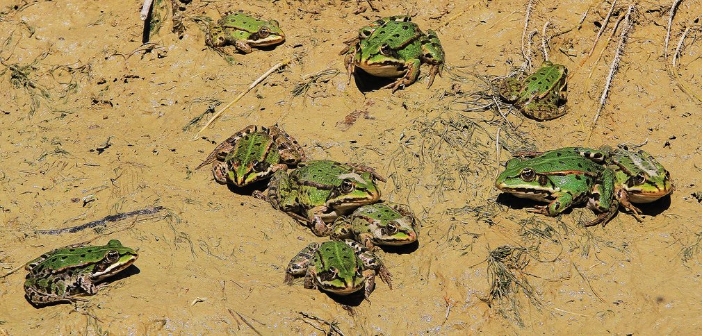 Mehrere Frösche im Schlamm.