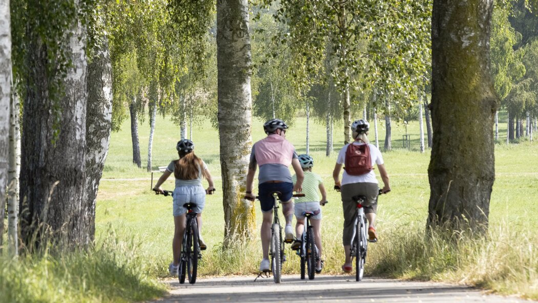 Eine Gruppe von vier Radfahrern, darunter zwei Kinder, fährt auf dem von Birken gesäumten Siessener Fussweg durch eine grüne, ländliche Landschaft.