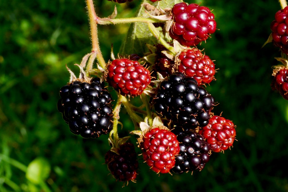 Brombeeren an einem Strauch.